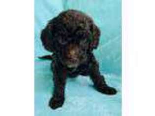 Goldendoodle Puppy for sale in New Berlin, IL, USA