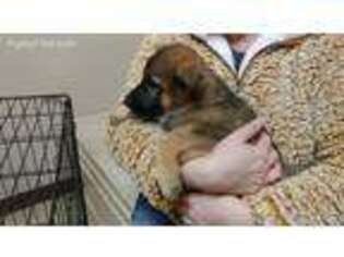 German Shepherd Dog Puppy for sale in Purvis, MS, USA
