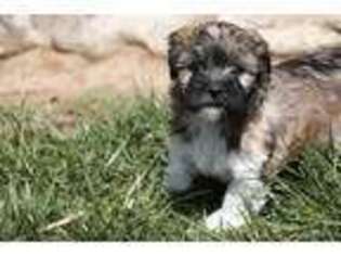 Poovanese Puppy for sale in Shade Gap, PA, USA