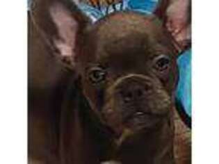 French Bulldog Puppy for sale in Hamshire, TX, USA