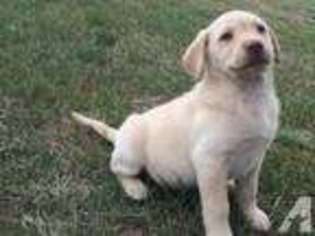 Labrador Retriever Puppy for sale in SIMLA, CO, USA