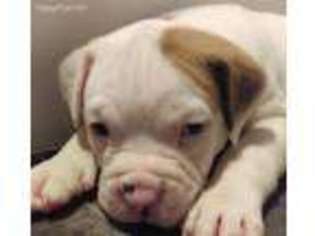 American Bulldog Puppy for sale in Hendersonville, TN, USA