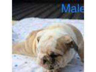 Bulldog Puppy for sale in Clute, TX, USA