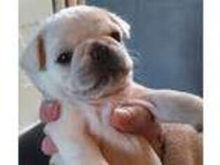 Pug Puppy for sale in Houston, TX, USA