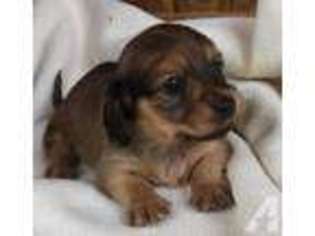 Dachshund Puppy for sale in DAYTON, TX, USA