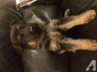 German Shepherd Dog Puppy for sale in KILLEEN, TX, USA