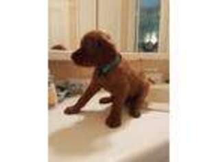Irish Setter Puppy for sale in Monroe, GA, USA