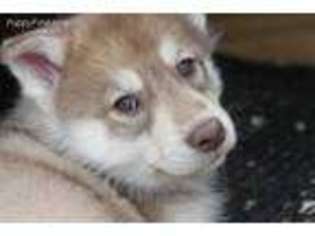 Siberian Husky Puppy for sale in Tijeras, NM, USA