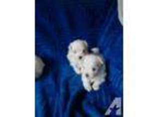 Maltese Puppy for sale in SYLVA, NC, USA