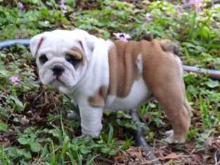 Bulldog Puppy for sale in Altoona, FL, USA
