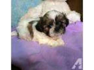 Mutt Puppy for sale in ETTERS, PA, USA