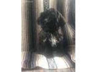 Tibetan Terrier Puppy for sale in Perry, NY, USA