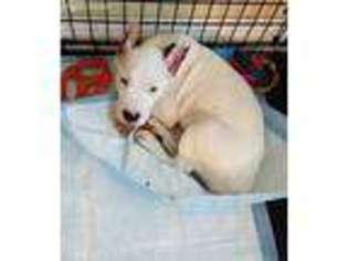 Dogo Argentino Puppy for sale in Stockton, CA, USA
