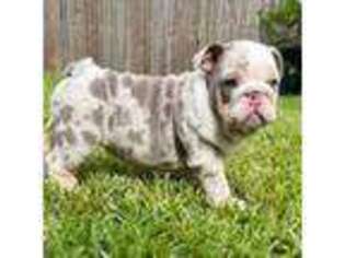 Bulldog Puppy for sale in League City, TX, USA