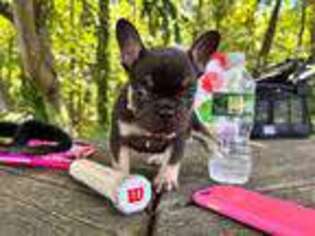 French Bulldog Puppy for sale in BRISTOL, CT, USA