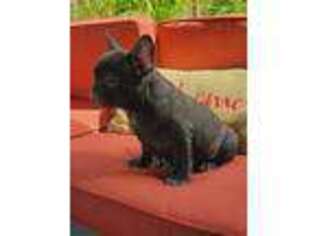 French Bulldog Puppy for sale in Crescent City, FL, USA