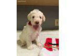 Labradoodle Puppy for sale in Mount Gilead, NC, USA