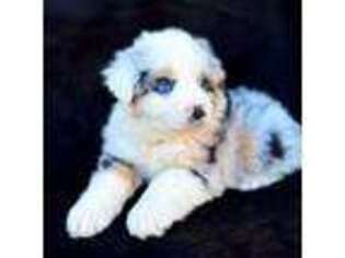 Miniature Australian Shepherd Puppy for sale in Atlanta, GA, USA