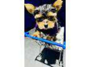Yorkshire Terrier Puppy for sale in Warner Robins, GA, USA