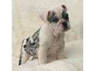 Bulldog Puppy for sale in Homosassa, FL, USA