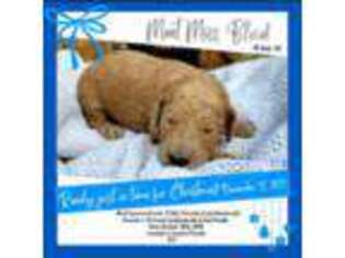 Goldendoodle Puppy for sale in Avon Park, FL, USA