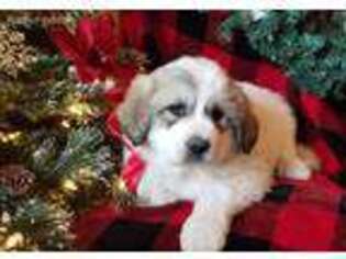 Great Pyrenees Puppy for sale in Sandpoint, ID, USA