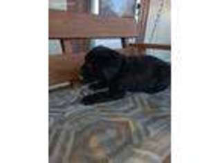 Labrador Retriever Puppy for sale in Stuarts Draft, VA, USA