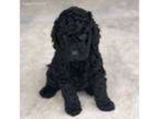 Labradoodle Puppy for sale in Katy, TX, USA