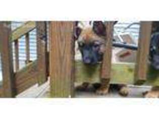 German Shepherd Dog Puppy for sale in Richmond, VA, USA