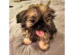 Mutt Puppy for sale in Round Rock, TX, USA