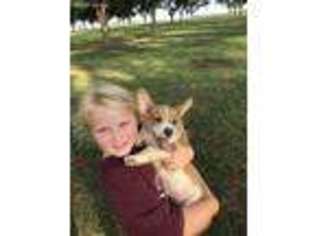 Pembroke Welsh Corgi Puppy for sale in Odessa, TX, USA