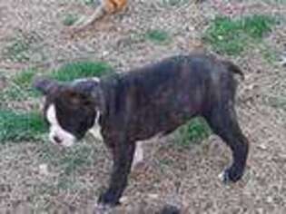 Boston Terrier Puppy for sale in Thayer, MO, USA