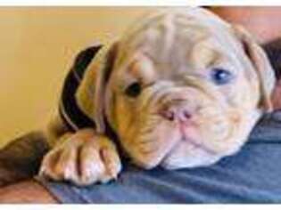 Bulldog Puppy for sale in Belvidere, IL, USA