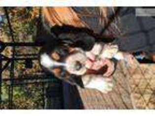 Basset Hound Puppy for sale in Atlanta, GA, USA