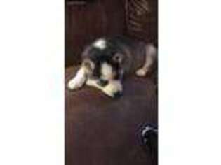Siberian Husky Puppy for sale in Mc Leansboro, IL, USA