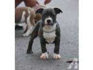 Mutt Puppy for sale in MONTEVALLO, AL, USA