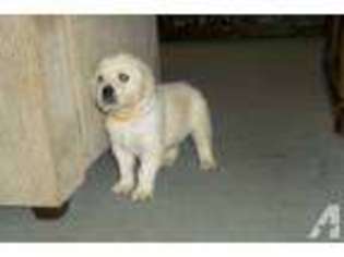 Labrador Retriever Puppy for sale in LA FONTAINE, IN, USA