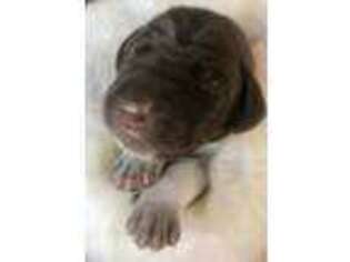 German Shorthaired Pointer Puppy for sale in Ravenna, OH, USA