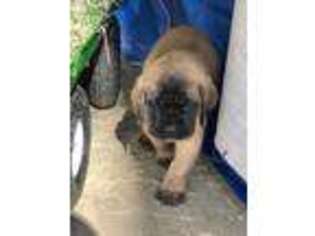 Mastiff Puppy for sale in Flint, TX, USA