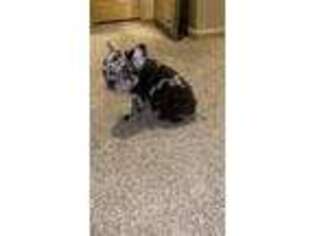 French Bulldog Puppy for sale in Merrillville, IN, USA