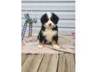 Bernese Mountain Dog Puppy for sale in Rogersville, TN, USA