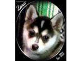 Alaskan Klee Kai Puppy for sale in Sweet Home, OR, USA