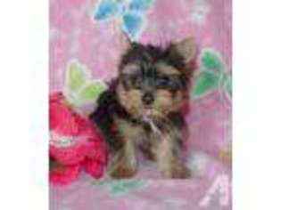 Yorkshire Terrier Puppy for sale in PHELAN, CA, USA