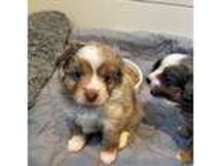 Mutt Puppy for sale in New Braunfels, TX, USA