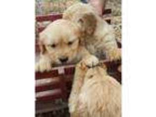 Golden Retriever Puppy for sale in Kings Mountain, KY, USA