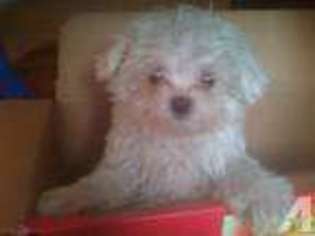 Maltese Puppy for sale in CHEHALIS, WA, USA