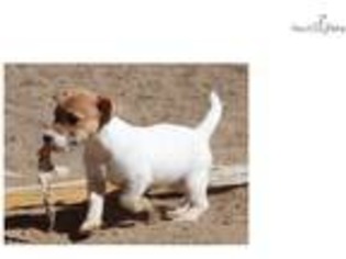 Jack Russell Terrier Puppy for sale in Palm Springs, CA, USA