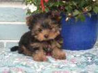 Yorkshire Terrier Puppy for sale in Pinellas Park, FL, USA