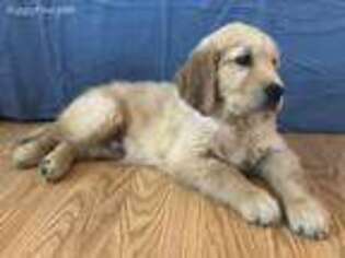 Golden Retriever Puppy for sale in Grand Rapids, MN, USA