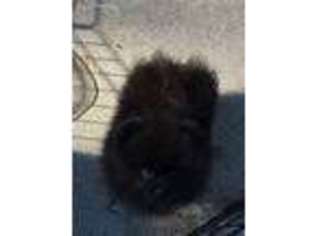 Pomeranian Puppy for sale in Daytona Beach, FL, USA